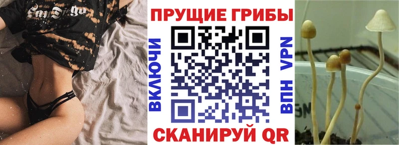 Купить  Дно  Галлюциногенные грибы Psilocybe 
